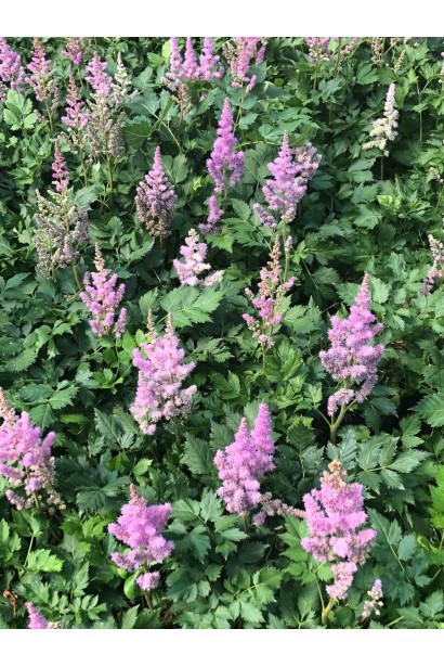 Астильба китайська трав’янистий квітучий багаторічник